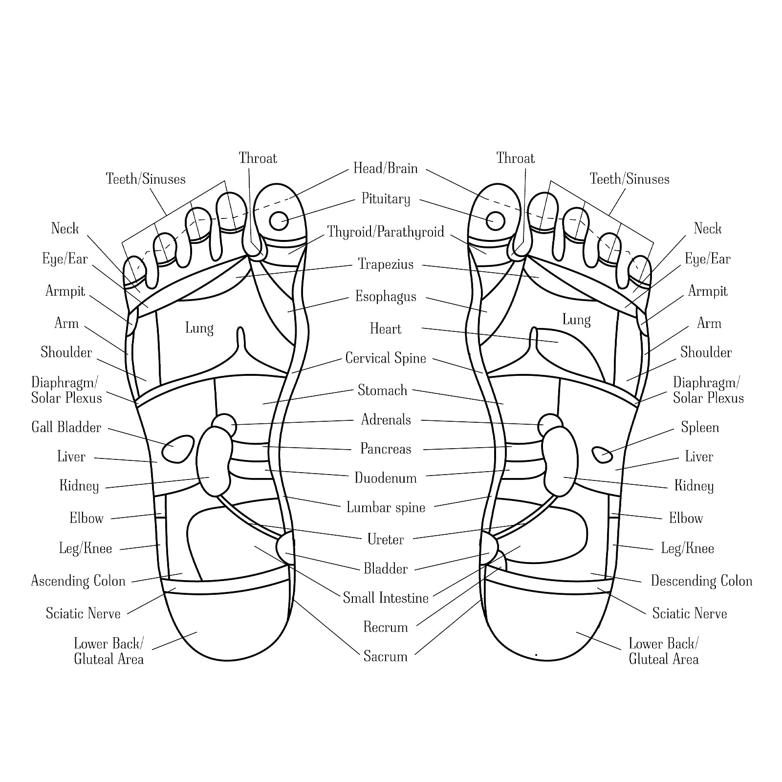 Foot Reflexology Chart